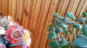 Домашнее денежное дерево по фен шуй. Уход и размножение