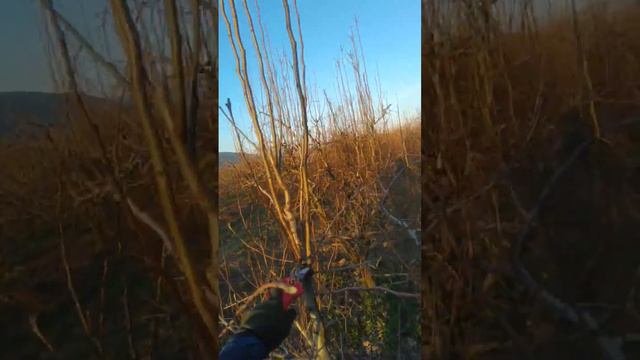 что делать с побегами на стволе груши внутри кроны с несколькими стволами #сад #дача #обрезка