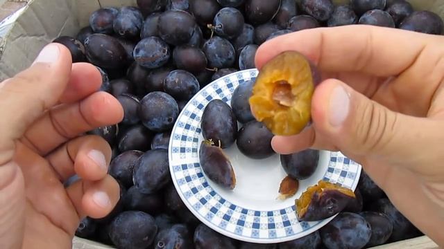 Слива венгерка - заморозка смотреть онлайн