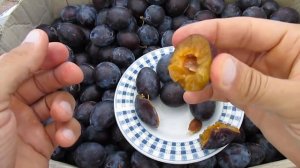 Слива венгерка - заморозка