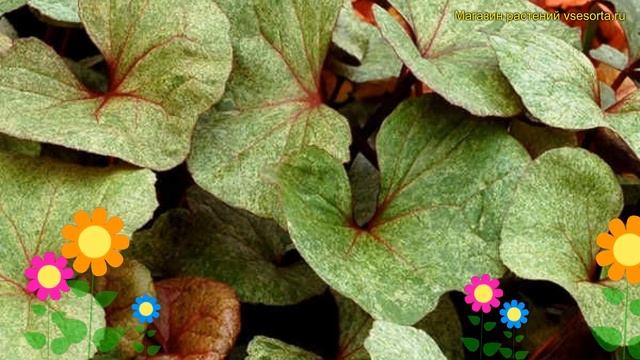 Бузульник гибридный Гарден Конфети. Краткий обзор, описание характеристик Garden confetti смотреть онлайн