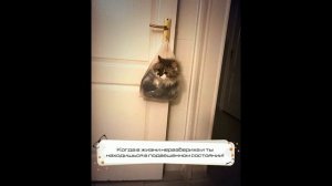Смешные истории из жизни кота 2019 - Смешные кошки МатроскинТВ