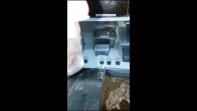 Pandinus dictator Babies Update смотреть онлайн