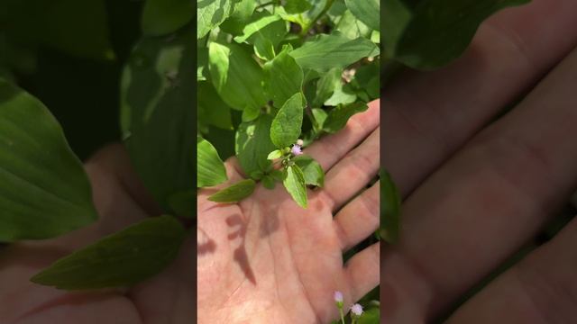 Конизовидный агератум (Ageratum conyzoides)