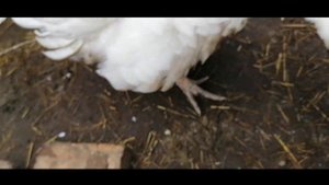 Индюкам 4,5 месяца Сколько съедают комбикорма и картошки 2 индюка и 2 индюшки Признаки БИГов.