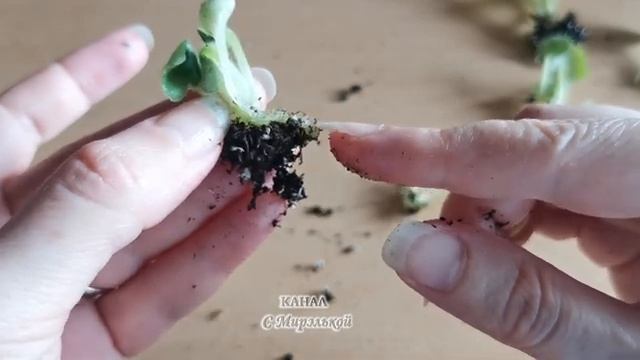 Каких деток фиалки пересаживать. Стоит ли отбраковывать, если большая вероятность "спорта". #violet смотреть онлайн