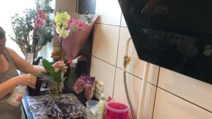 Как правильно пересаживать купленные орхидеи.Если купили больную орхидею,как обработать и пересадит