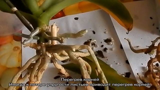 Листья орхидеи потеряли тургор и морщинятся: что делать для восстановления смотреть онлайн