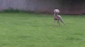 Bella & Bernie Weimaraner & Labrador.