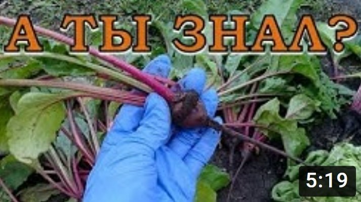 Как проредить СВЕКЛУ и пересадить прорывки после?☝☝☝