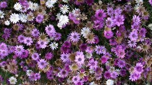 КСЕРАНТЕМУМ, СУХОЦВЕТНИК (XERANTHEMUM)
