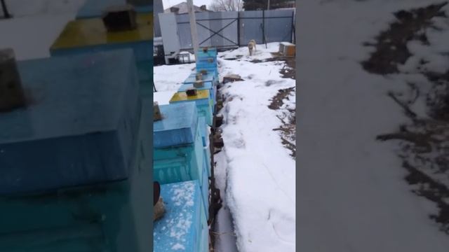 Куры несутся круглый год это порода Дакан смотреть онлайн