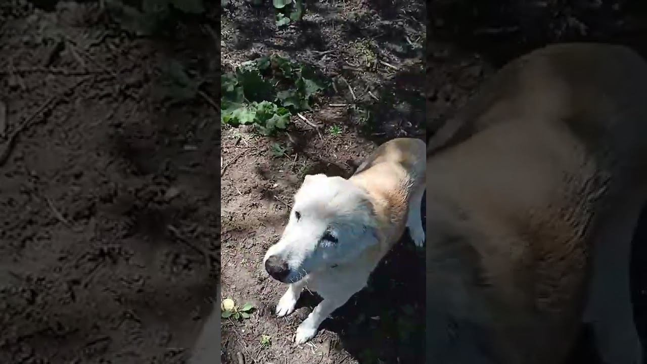 Таких в приюте тысячи. Рассказ об одной собачке и роли волонтера в приюте