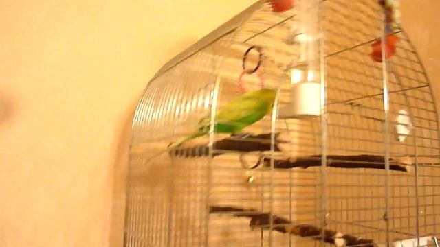 ПРИКОЛЫ С ВОЛНИСТЫМ ПОПУГАЕМ ТОШЕЙ / САМЫЙ ВЕСЕЛЫЙ ПОПУГАЙ / FUNNY PARROT /зеленый попугайчик TV