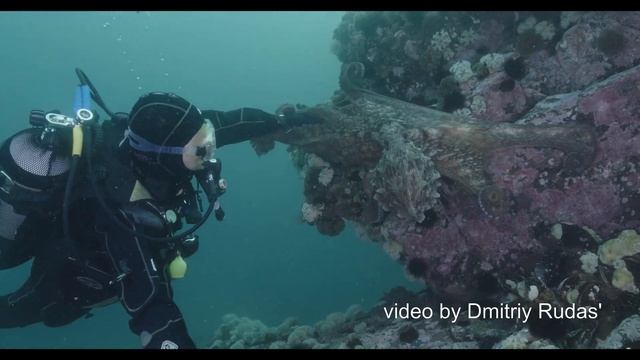 Гигантский осминог Дофлейна пытается обниматься подружится с дайвером смотреть онлайн