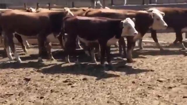 Бычки Симменталы на продажу. Экспорт из РФ.