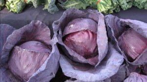 КАПУСТА АМЕТИСТ КРАСНОКОЧАННАЯ   РАННЕСПЕЛЫЙ УСТОЙЧИВЫЙ К ЗАБОЛЕВАНИЯМ С ДРУЖНЫМ СОЗРЕВАНИЕМ СОРТ
