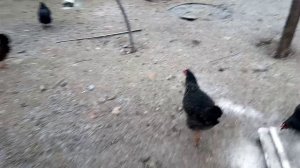 Как заставить кур нести яйца плюс драка с индоутаком.