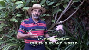 Amarcrinum planting and gardening tips from Plant Design Specialist, Chuck Schwartz