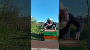 Подставляем магазины на ульи, сразу по два! Делаем ставки, натаскают ли к нашему приезду в июле