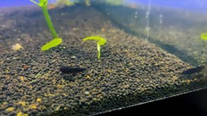 Креветки. Корм для креветок. Содержание креветок.