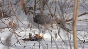 обед тетеревятника