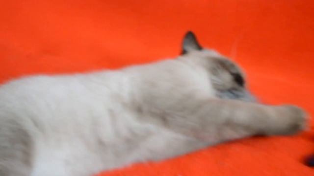 Предлагаем: котята для Вас! Элитные чистокровные шотландские котята редкого окраса.