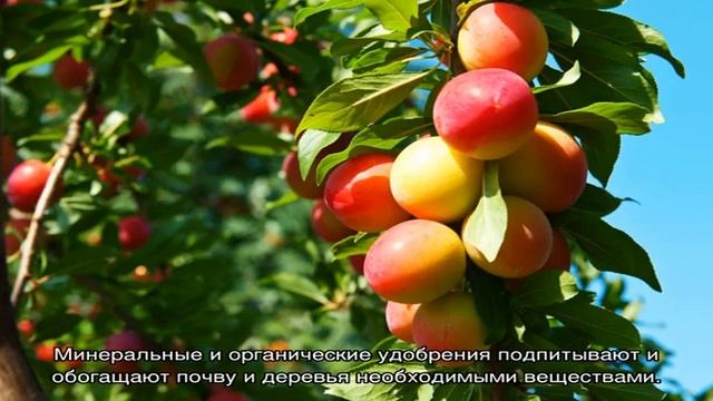 Весенняя подкормка плодовых кустарников и деревьев