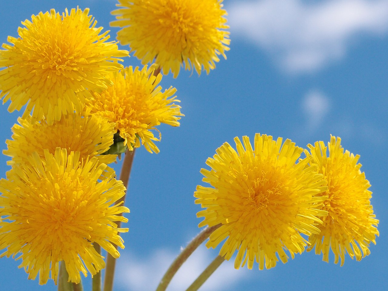 В золотых шарах.mp4