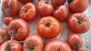 Лежкость томатов- гибридов! Томат " Кибо F1"!