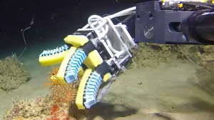 Подводный робот с мягкими руками для захвата нежных морских водорослей