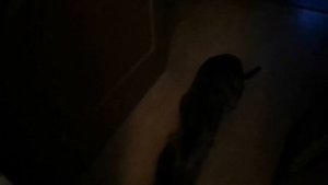🐈 Кастрированный кот пытается вспомнить как залезть на кошку