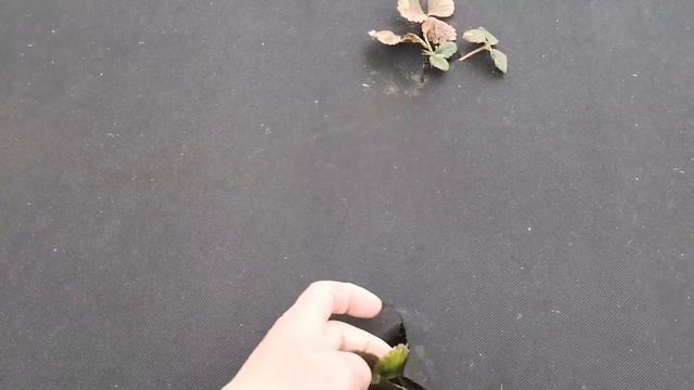 "Как перезимовала клубника, малина, ежевика! смотреть онлайн