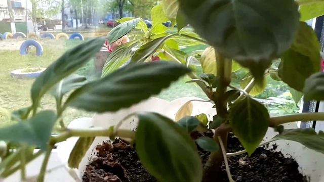 Бальзамин, Ванька мокрый или недотрога - кто это?