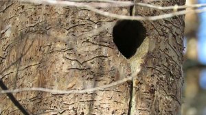 Дятел делает дупло весной, Woodpecker makes a hollow in the spring