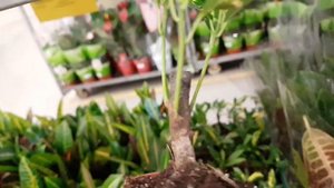 Аукуба, шефлера, бокарнея, монстера, калатея, орхидея каттлея.