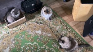 ТЕТЯ ЧУНЯ ПЕРЕЕХАЛА и другие новости😻КОТОЖИЗНЬ!
