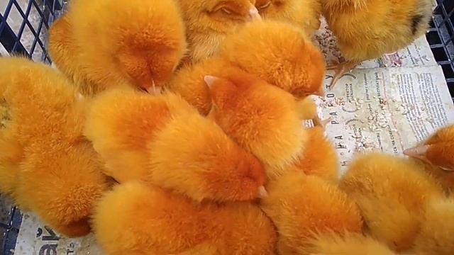 Звук цыплят  Много маленьких цыплят  Красивые цыплята  Цветные цыплята   Канал про домашних животны