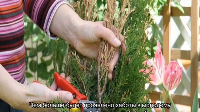 Туя в Сибири — посадка и уход, сорта для Сибири смотреть онлайн