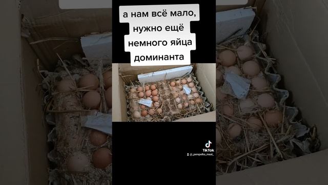 Куры доминант, которые несут зелёное яйцо,#куры #несушки #инкубационноеяйцо