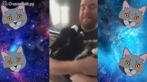 Бешеные коты