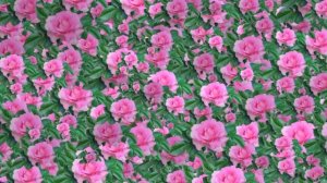 С ИМЕНИНАМИ ЛЮДМИЛА