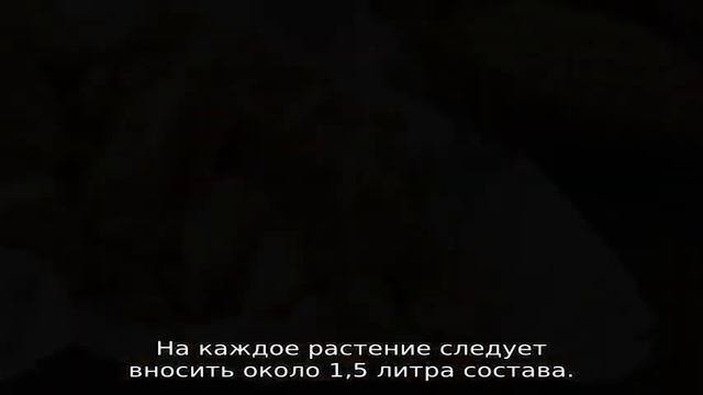 Подкормка дрожжами: помидоры и огурцы