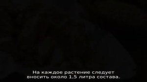 Подкормка дрожжами: помидоры и огурцы