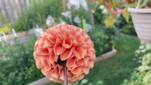 Dahlia “Cornel Bronze”