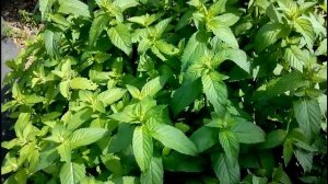 мини-огород  или как прокормить семью с двух соток