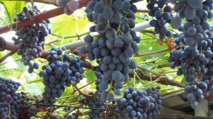Сорт "Кубань" - лучший виноград 2016 г.