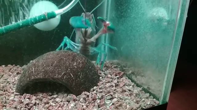 Ябби деструктор, нарезка видео смотреть онлайн