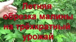 17 Летняя обрезка малины, чтобы ее было очень много. Метод Соболева.