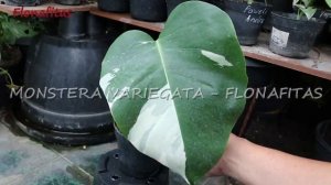 Monstera variegata cantik di Tokopedia - LAPAKTERSEDIA || flonafitas | fit and joy | agogo fams